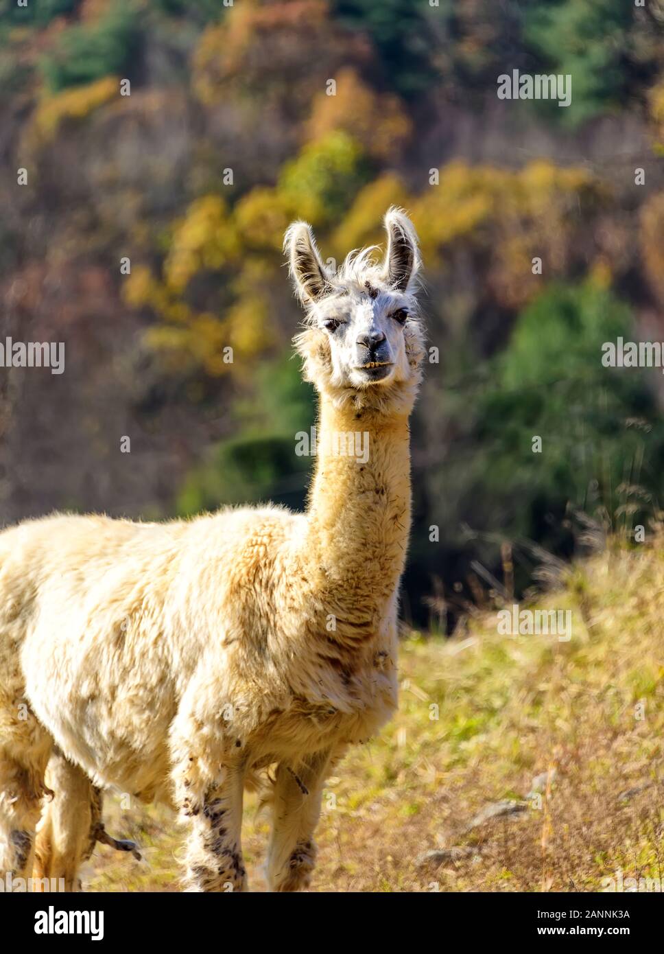 alpaca in field hi res stock photography and images Alamy alpaca in field hi res stock photography and images Alamy