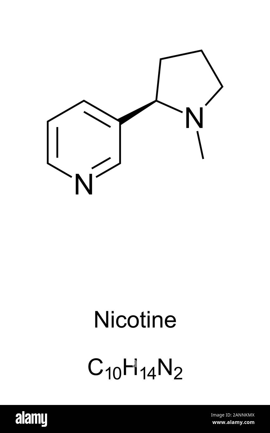 Nicotine molecule skeletal formula. 2D structure of C10H14N2, an addictive stimulant and alkaloid dried tobacco leaves for cigarettes and cigars. Stock Photo