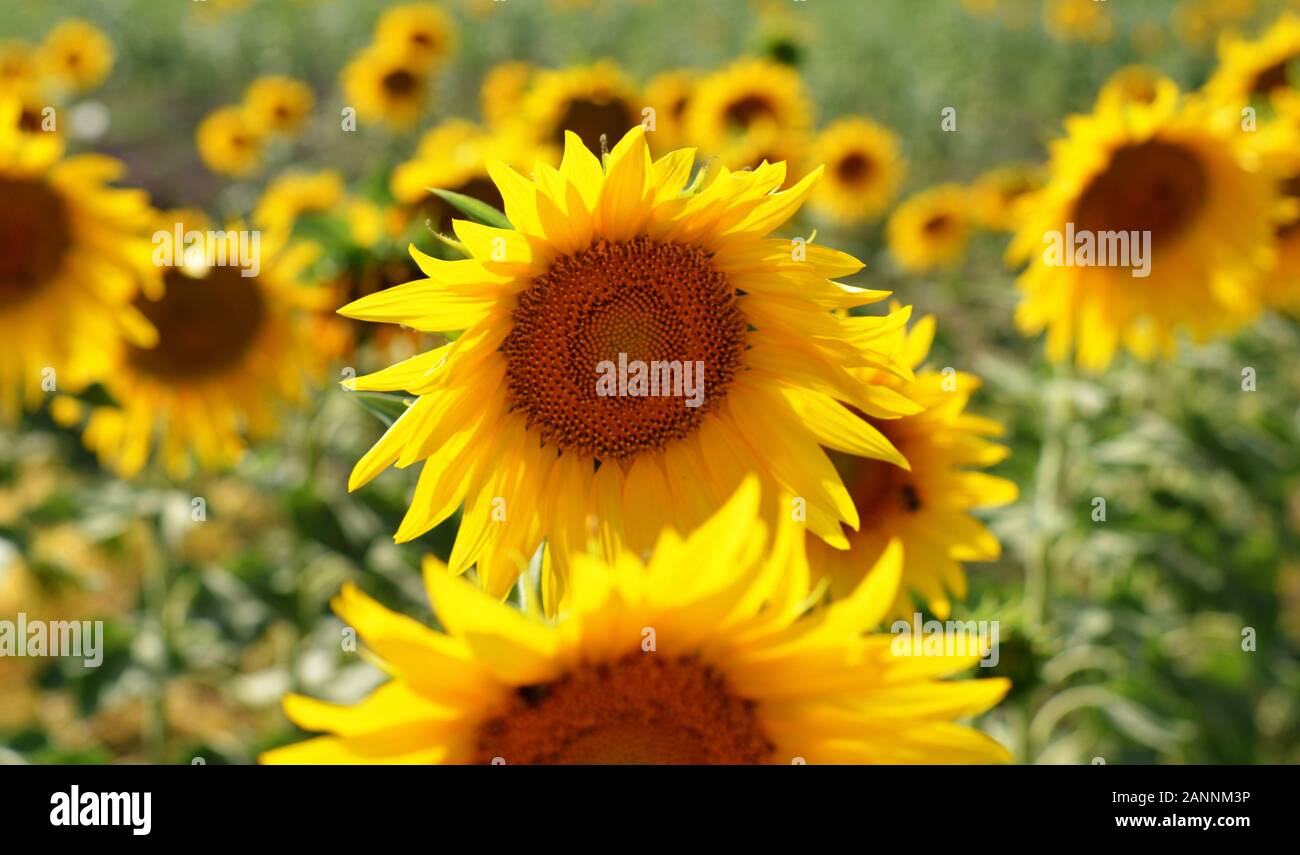 the bright colors of Spring Stock Photo