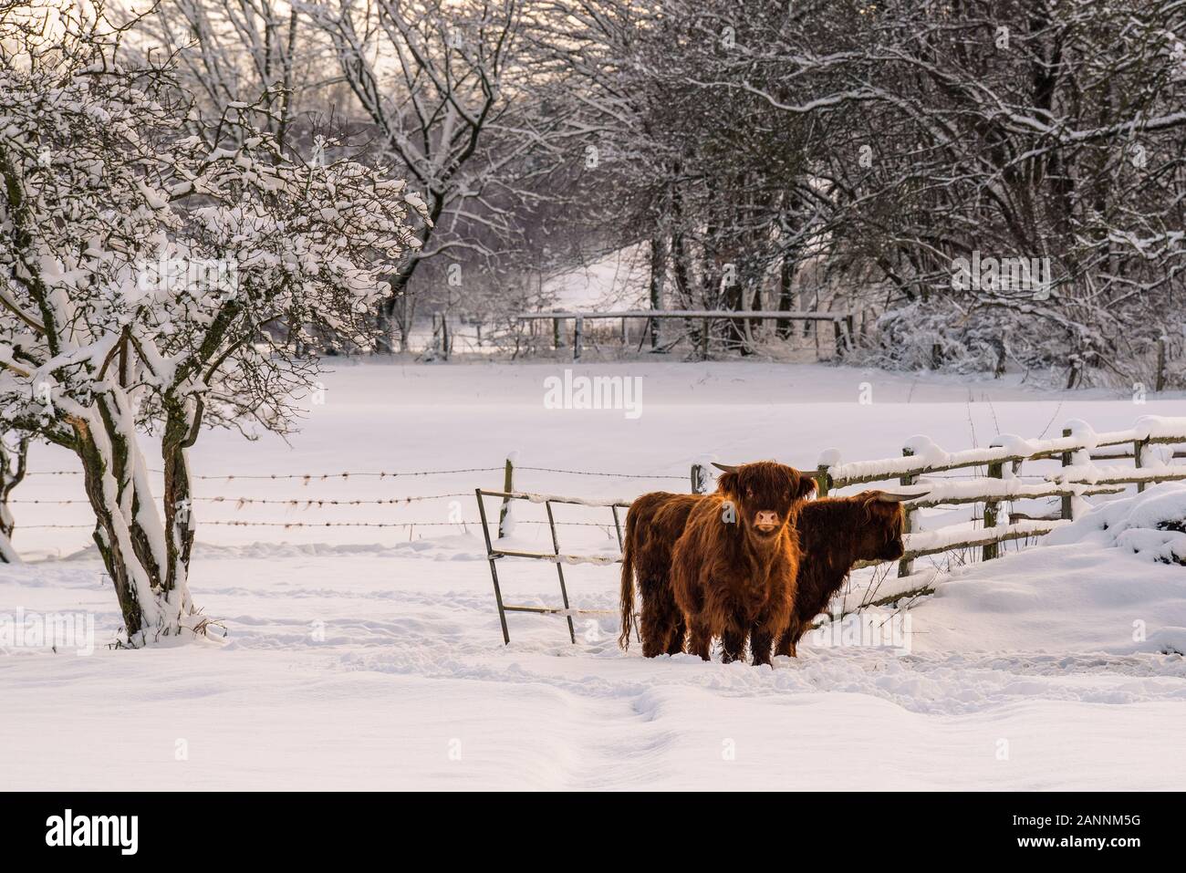 Two highland cattles in the snow, one looks into the camera. Brilon, Germany Stock Photo