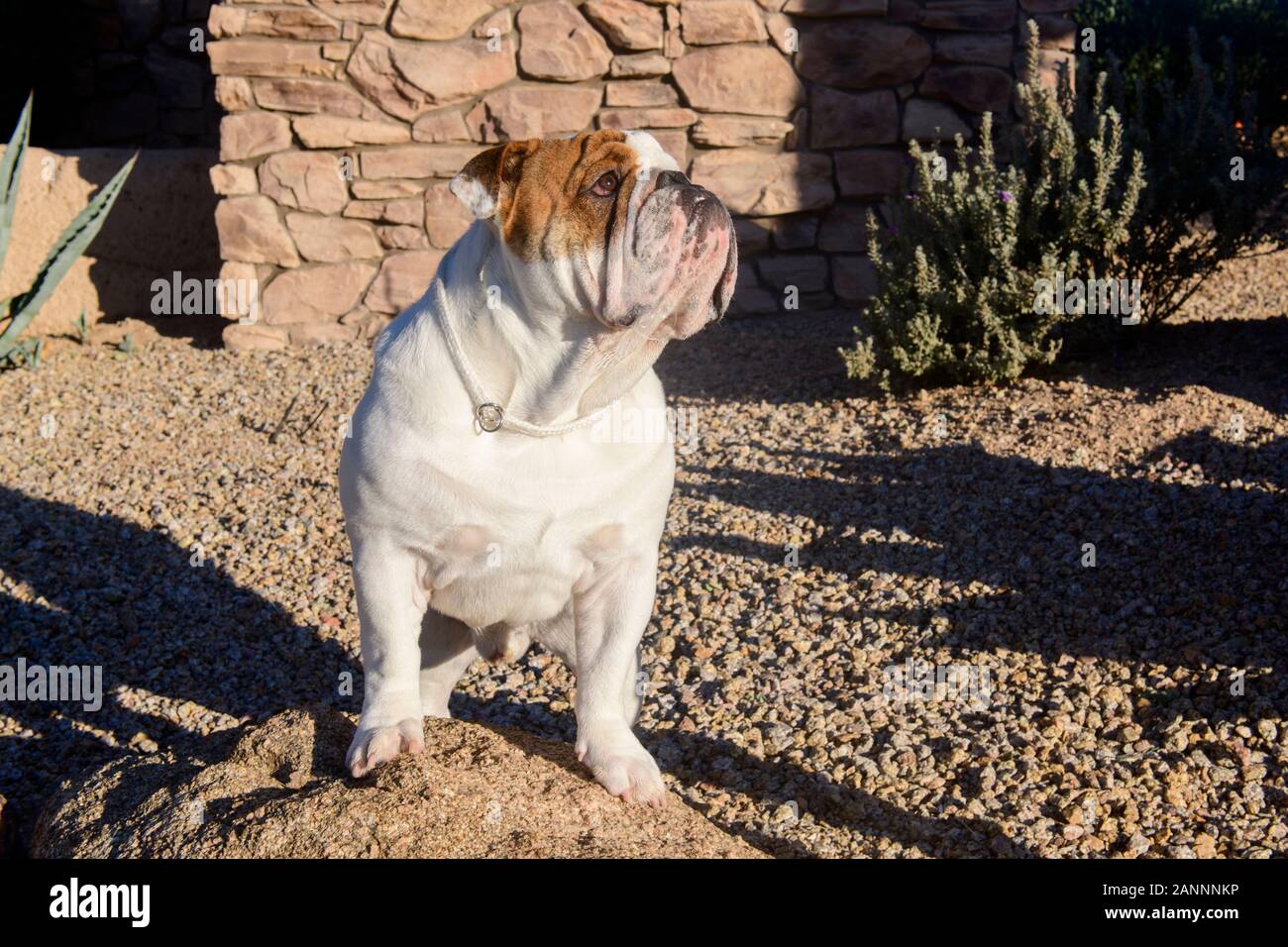 English bulldog in the desert posing on a rock looking up Stock Photo