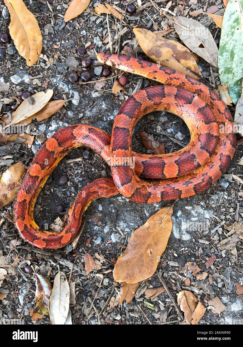 Are Chicken Snakes Poisonous