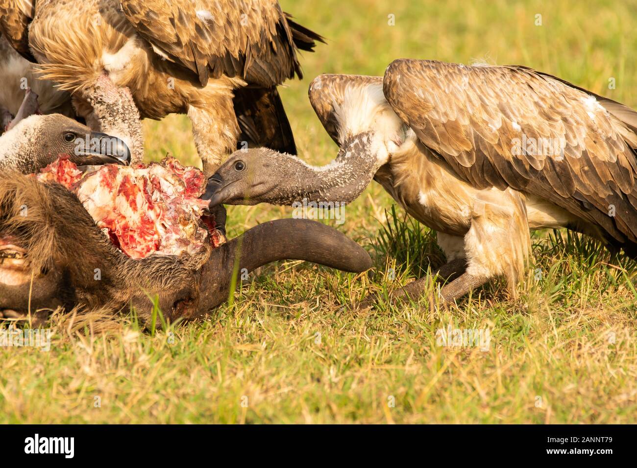 A group of vultures eating a fresh kill abandoned by hyenas in the ... Biology Diagrams