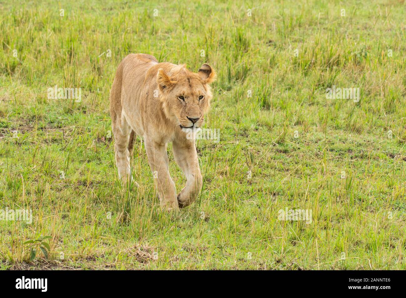 A sub-adult male lion relaxing and walking in the plains of Africa ...