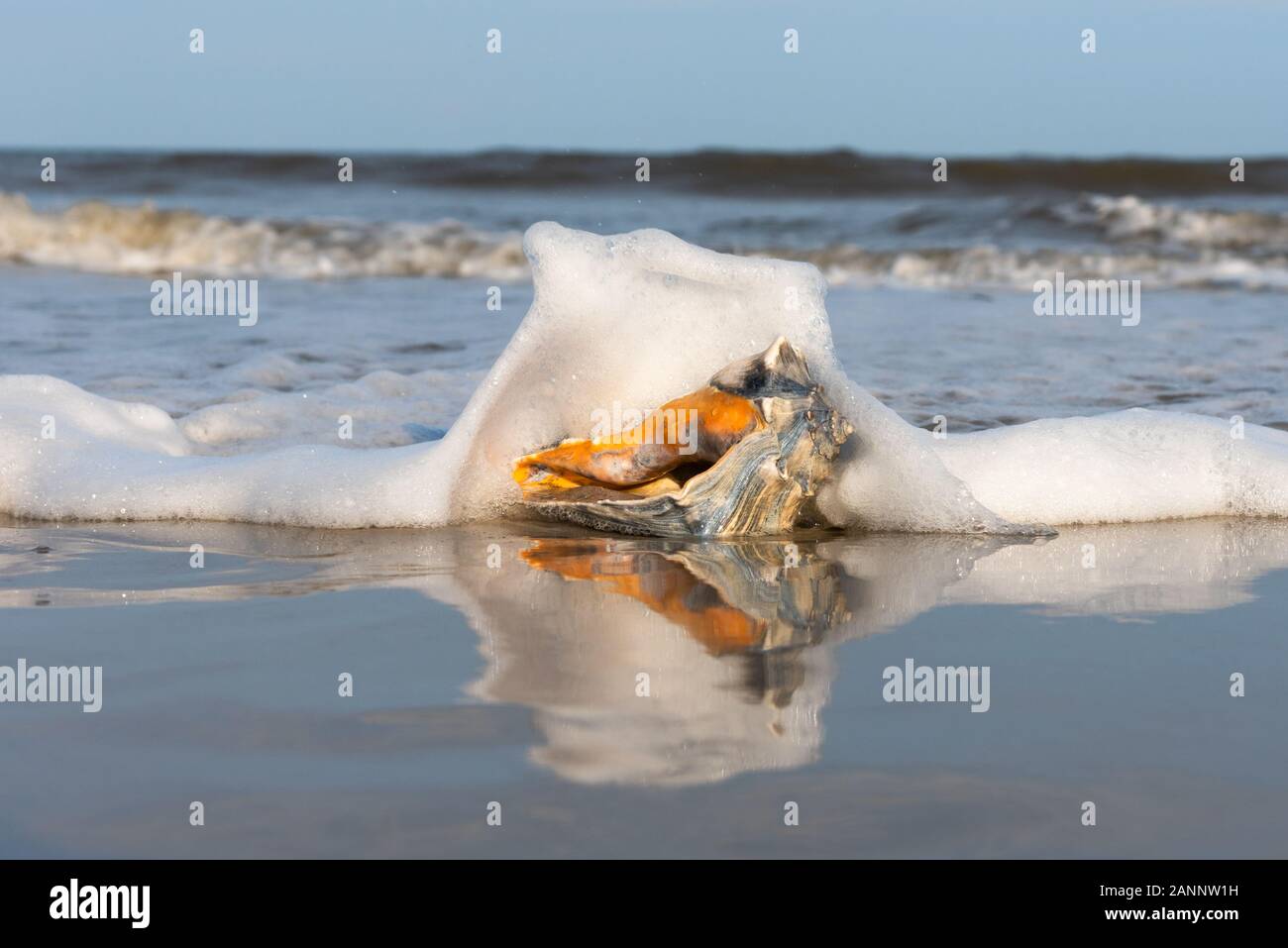 A Whelk Washes Up in the Beach in Fernandina Beach, Florida Stock Photo