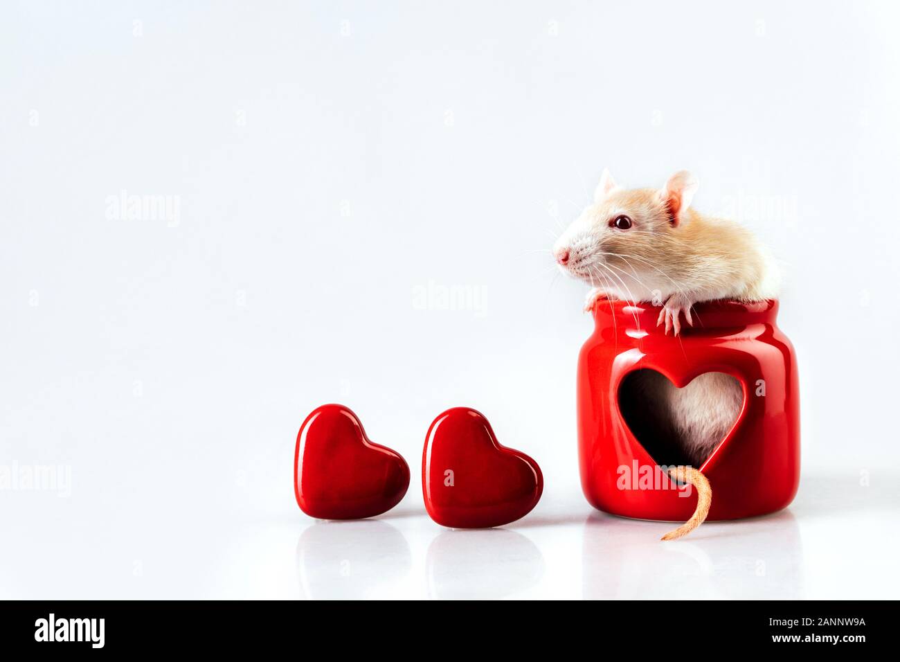 Rat heart hi-res stock photography and images - Alamy