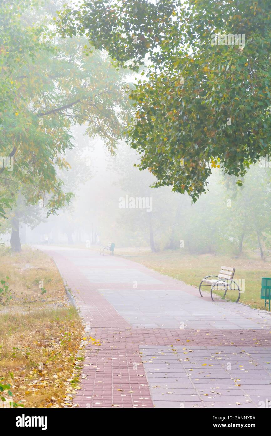 Park alley in the fog in autumn Stock Photo