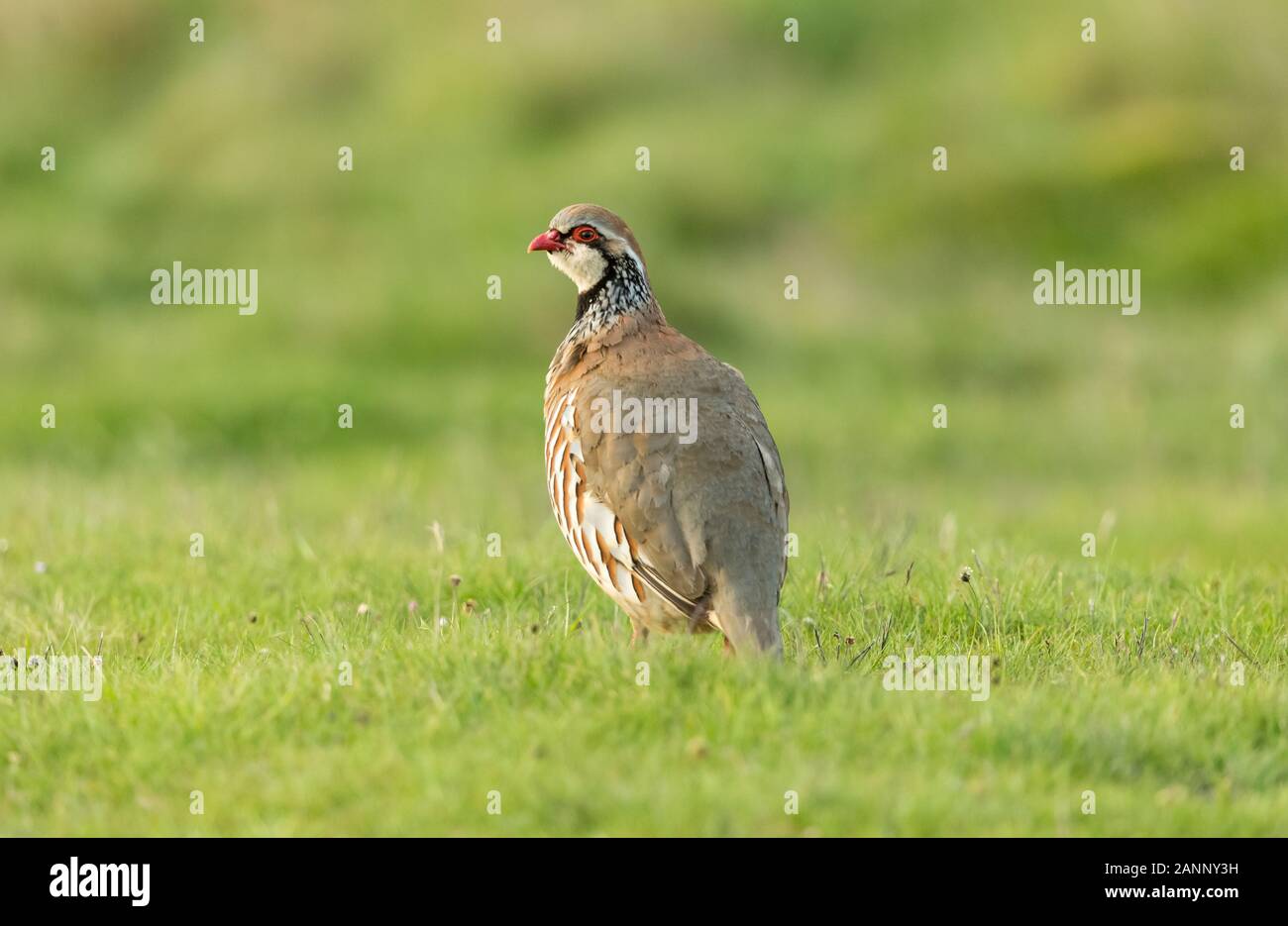 Partridge, adult French or red legged partridge in Springtime.  Stood in natural habitat and facing left.  Close up.Clean, green background. Landscape Stock Photo