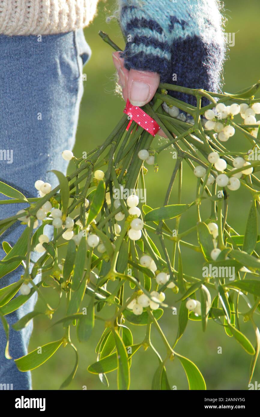 Viscum album. Sprigs of mistletoe for making into a natural Christmas decoration. UK Stock Photo