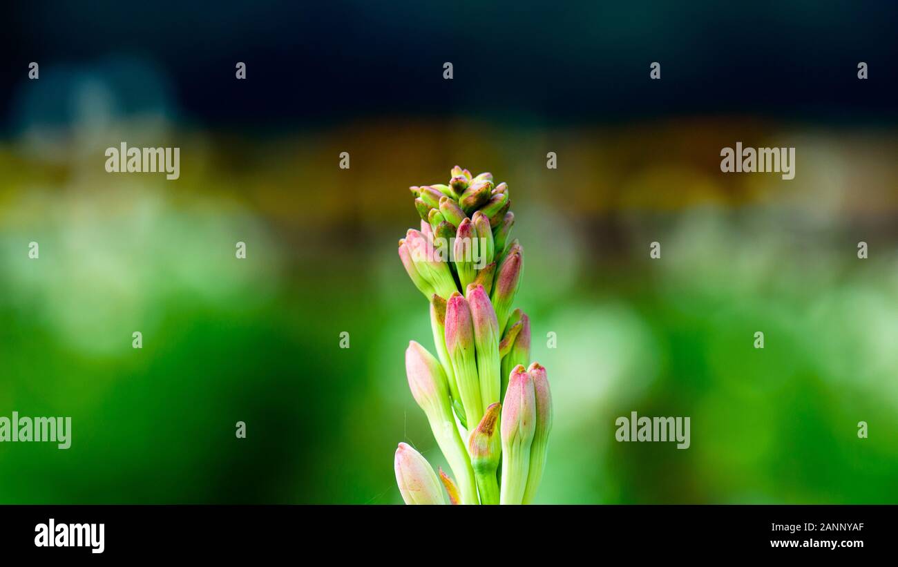 Tuberose flower hires stock photography and images Alamy