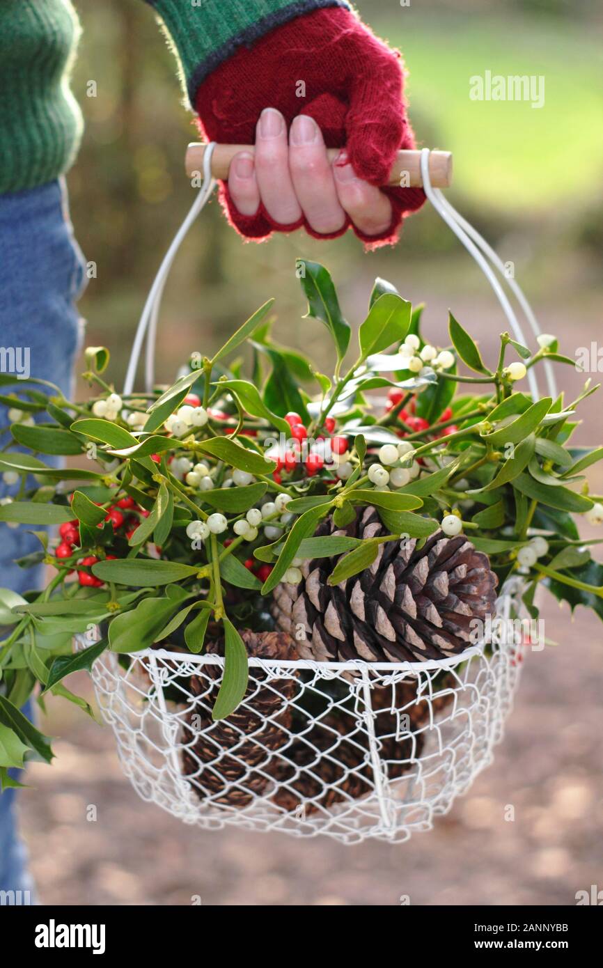 Collecting natural winter decorations - mistletoe, holly and pine cones - in to a basket in the English countryside. UK Stock Photo