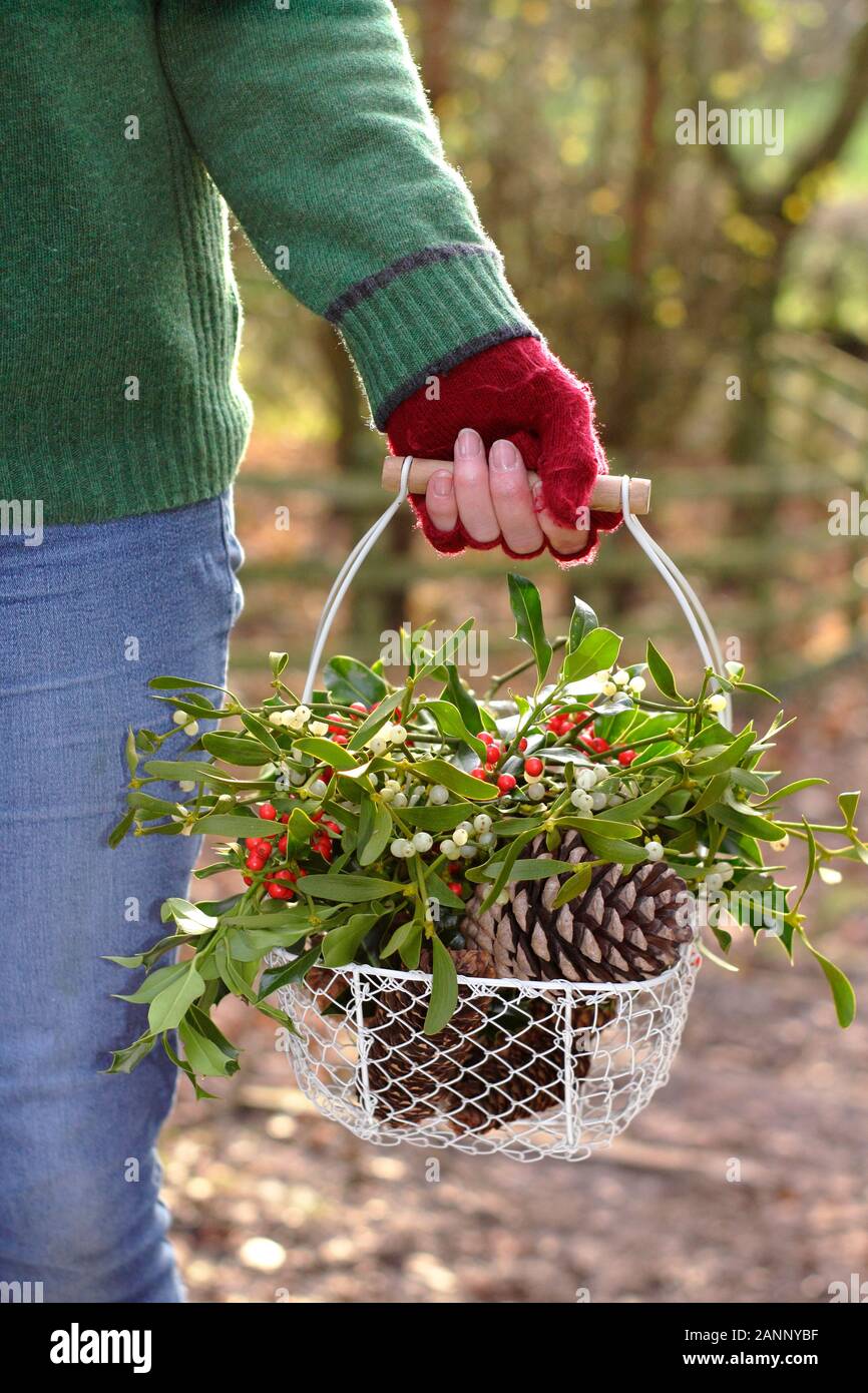 Collecting natural winter decorations - mistletoe, holly and pine cones - in to a basket in the English countryside. UK Stock Photo