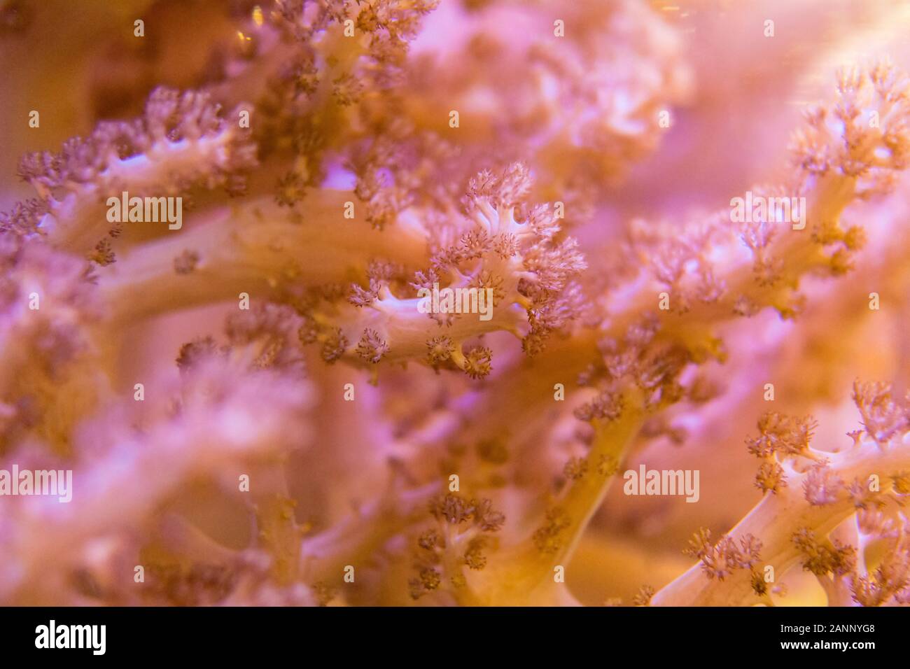 Living corals are very close AS A BACKGROUND Stock Photo