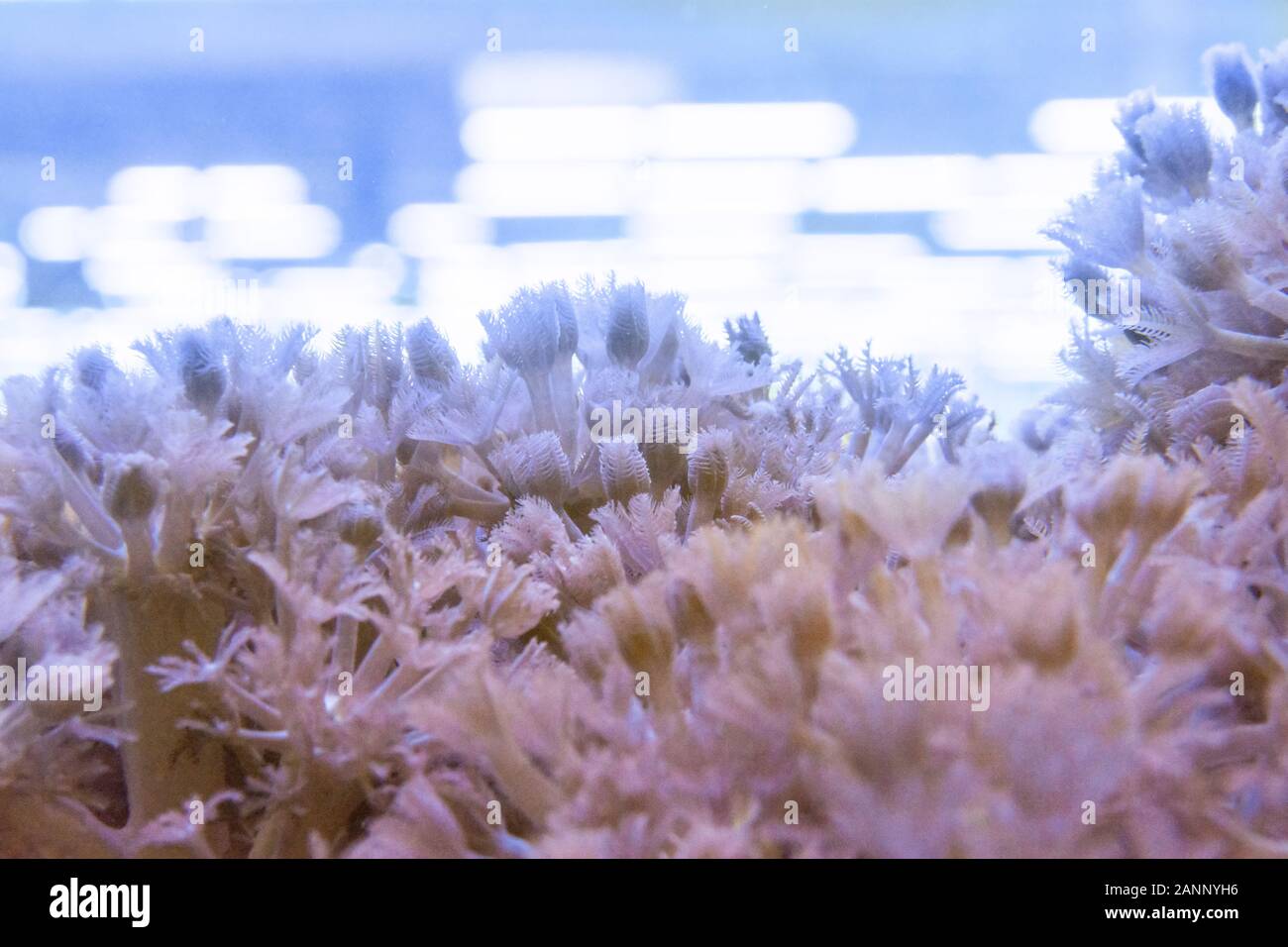 Living corals are very close Stock Photo