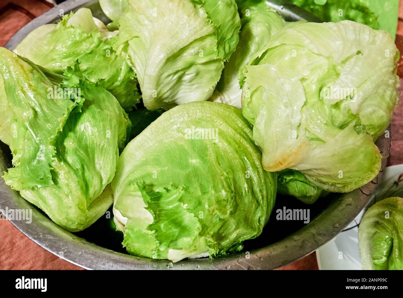Closeup of several freshly harvested green lettuce heads in a bowl for
