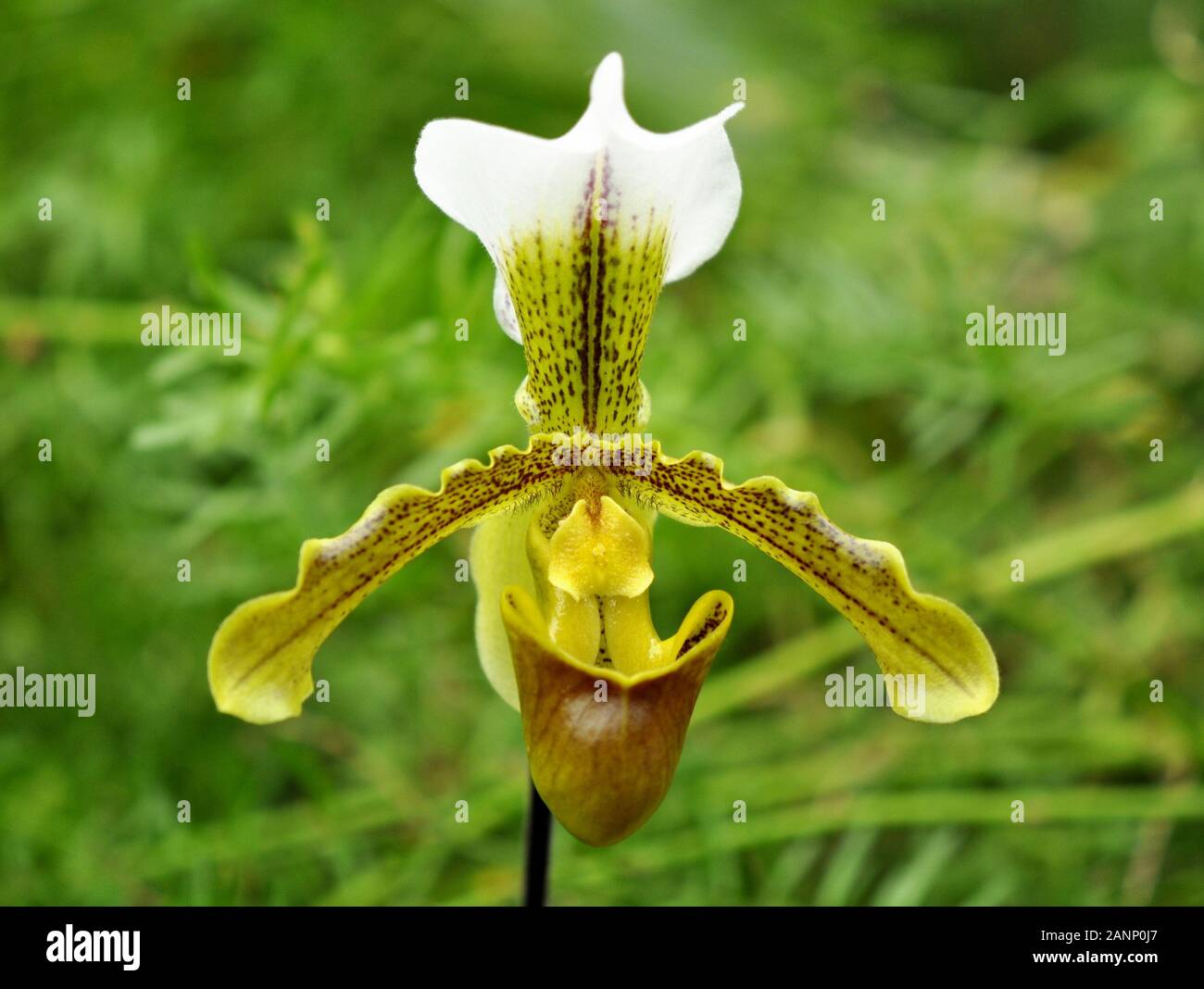 Closeup on the slipper orchid Paphiopedilum leeanum Stock Photo