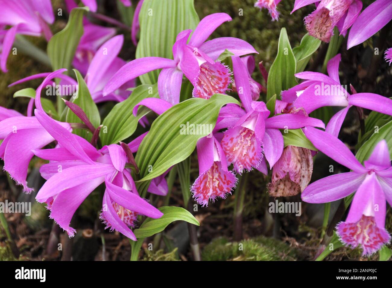 The orchid Pleione tongariro with pink flowers Stock Photo