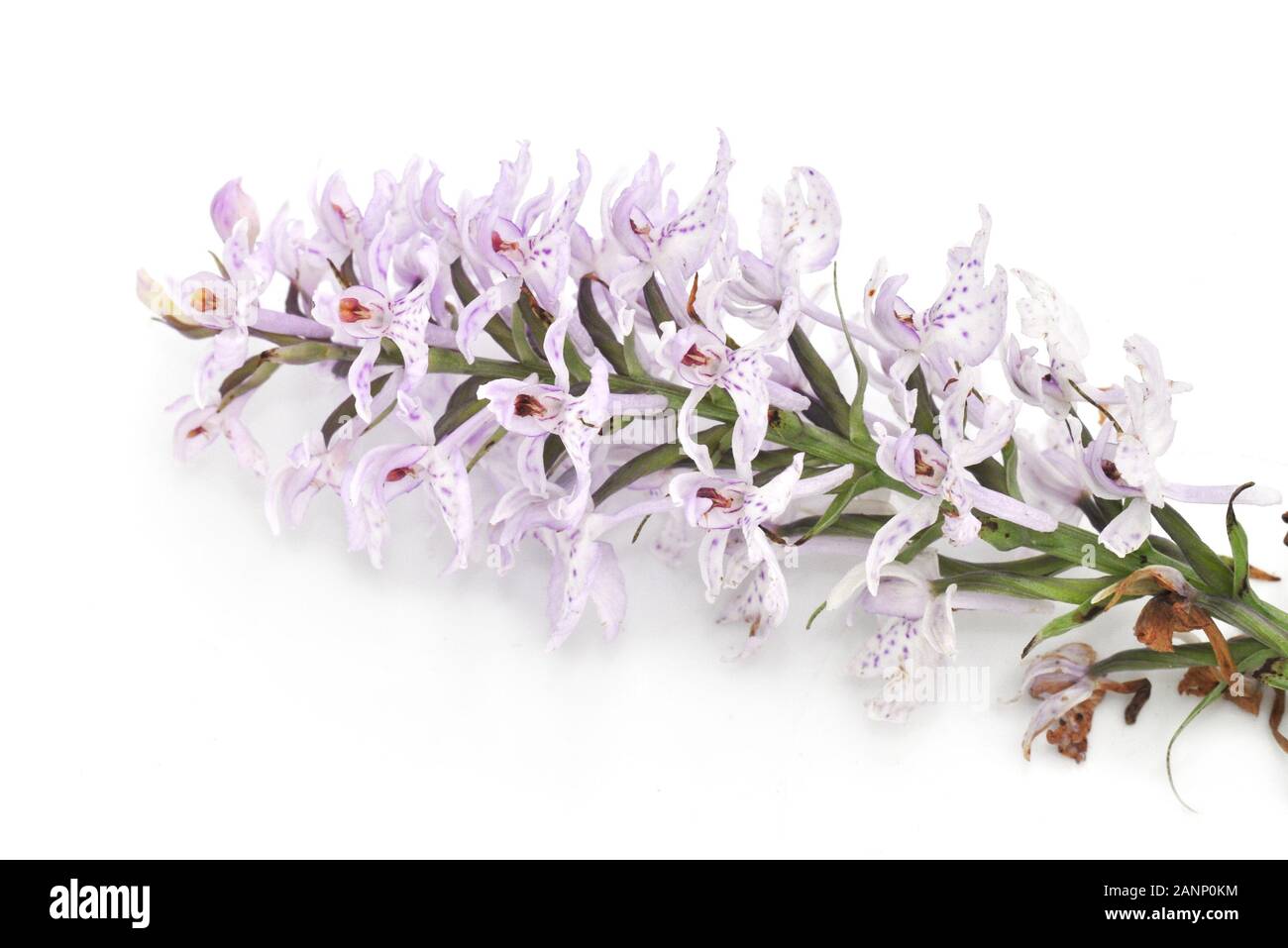 Close-up on a flower of Moorland spotted orchid Stock Photo