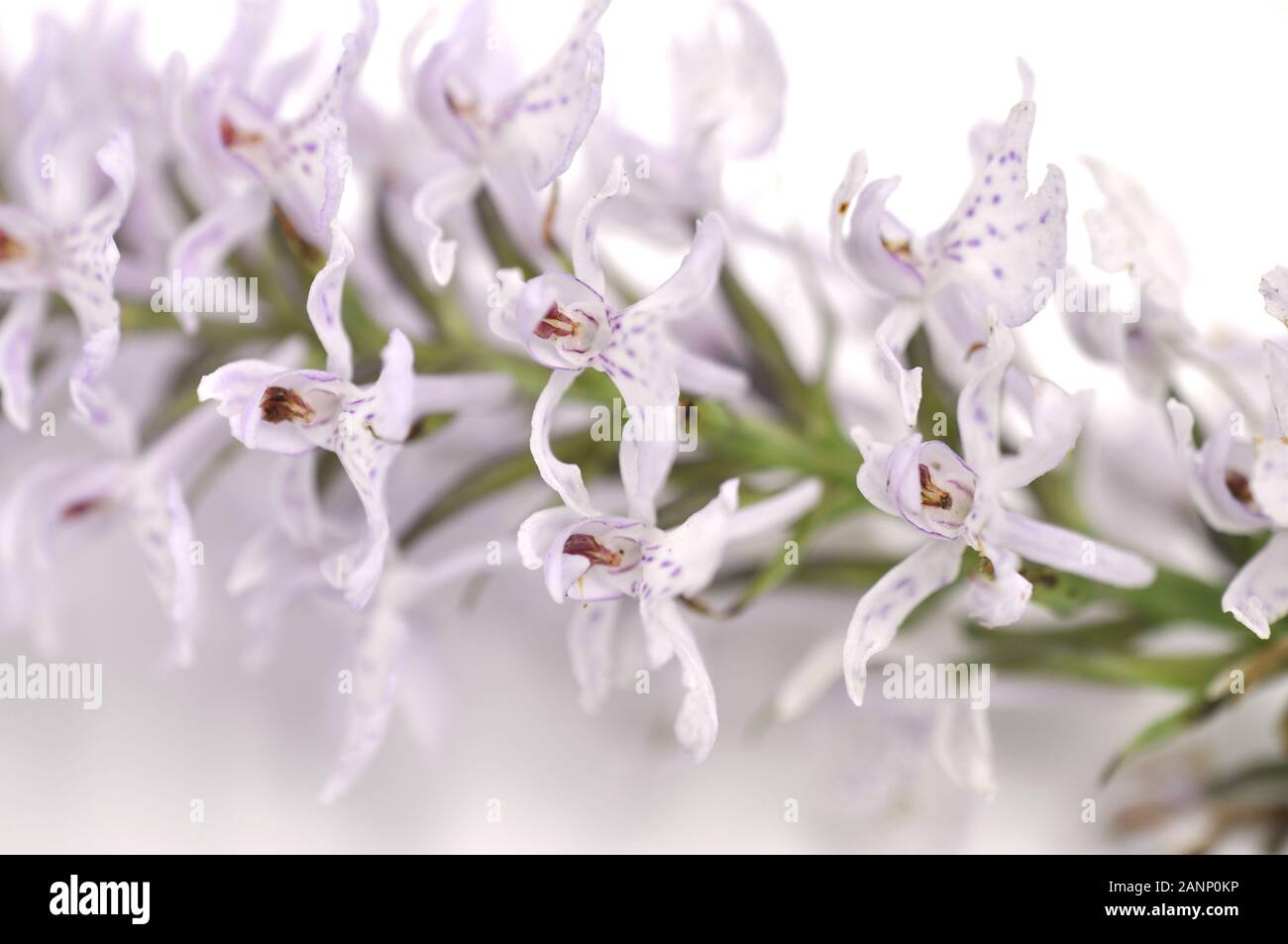 Close-up on a flower of Moorland spotted orchid Stock Photo