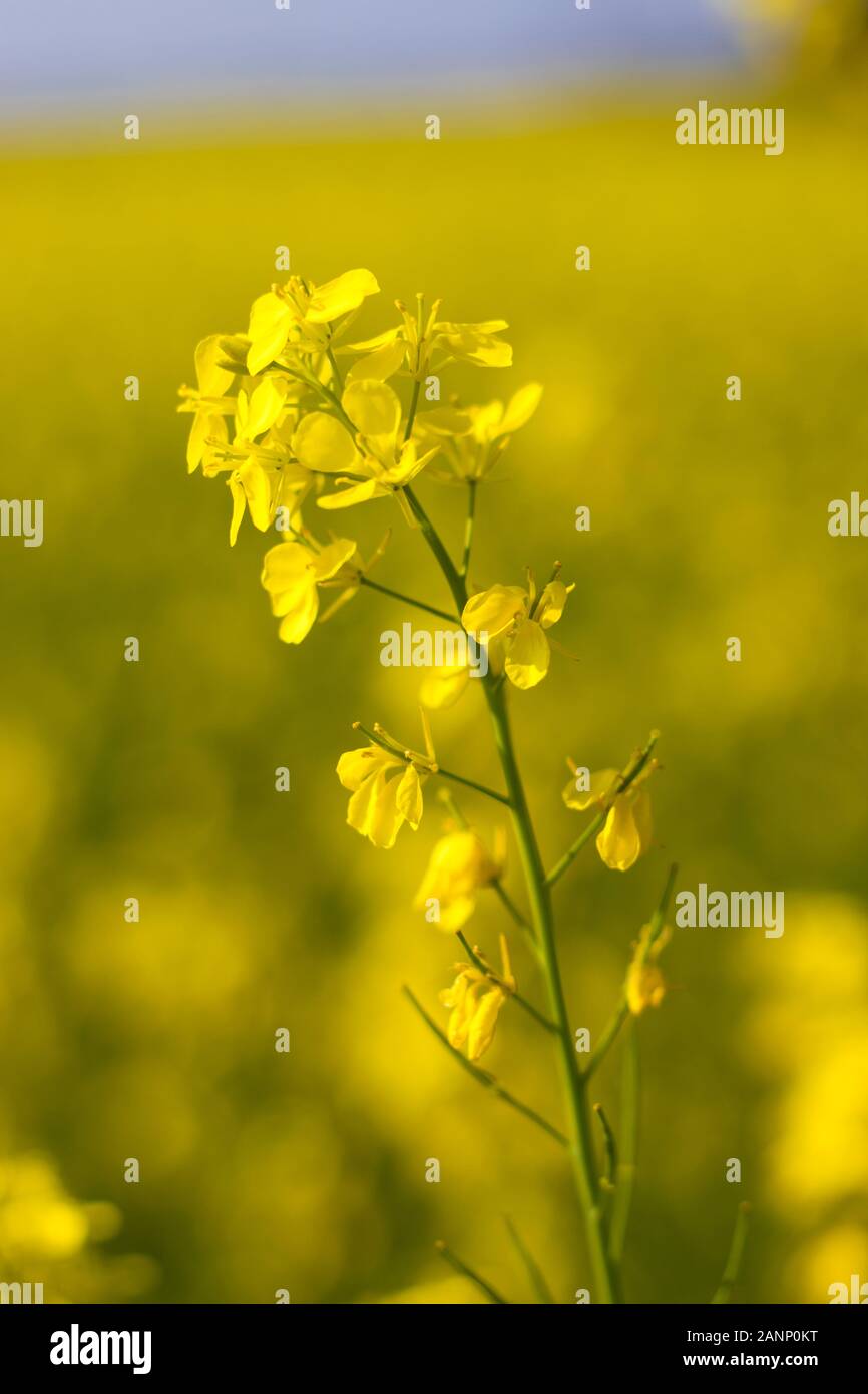 selective focus of yellow mustard flowers field Stock Photo