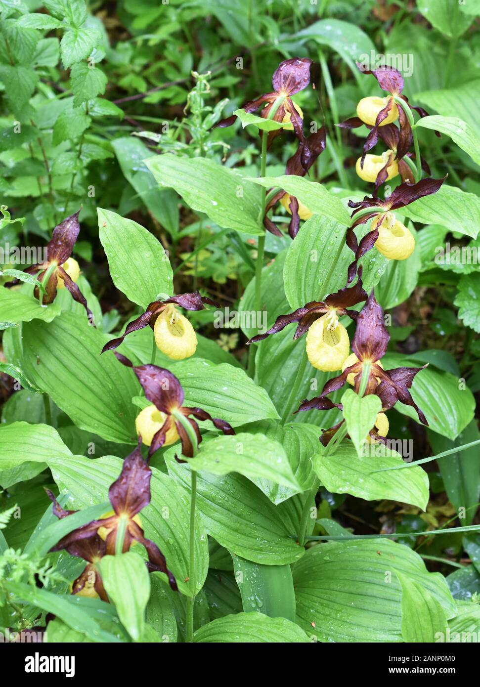 Large group of lady's-slipper orchid flowers Cypripedium calceolus in Nature Stock Photo
