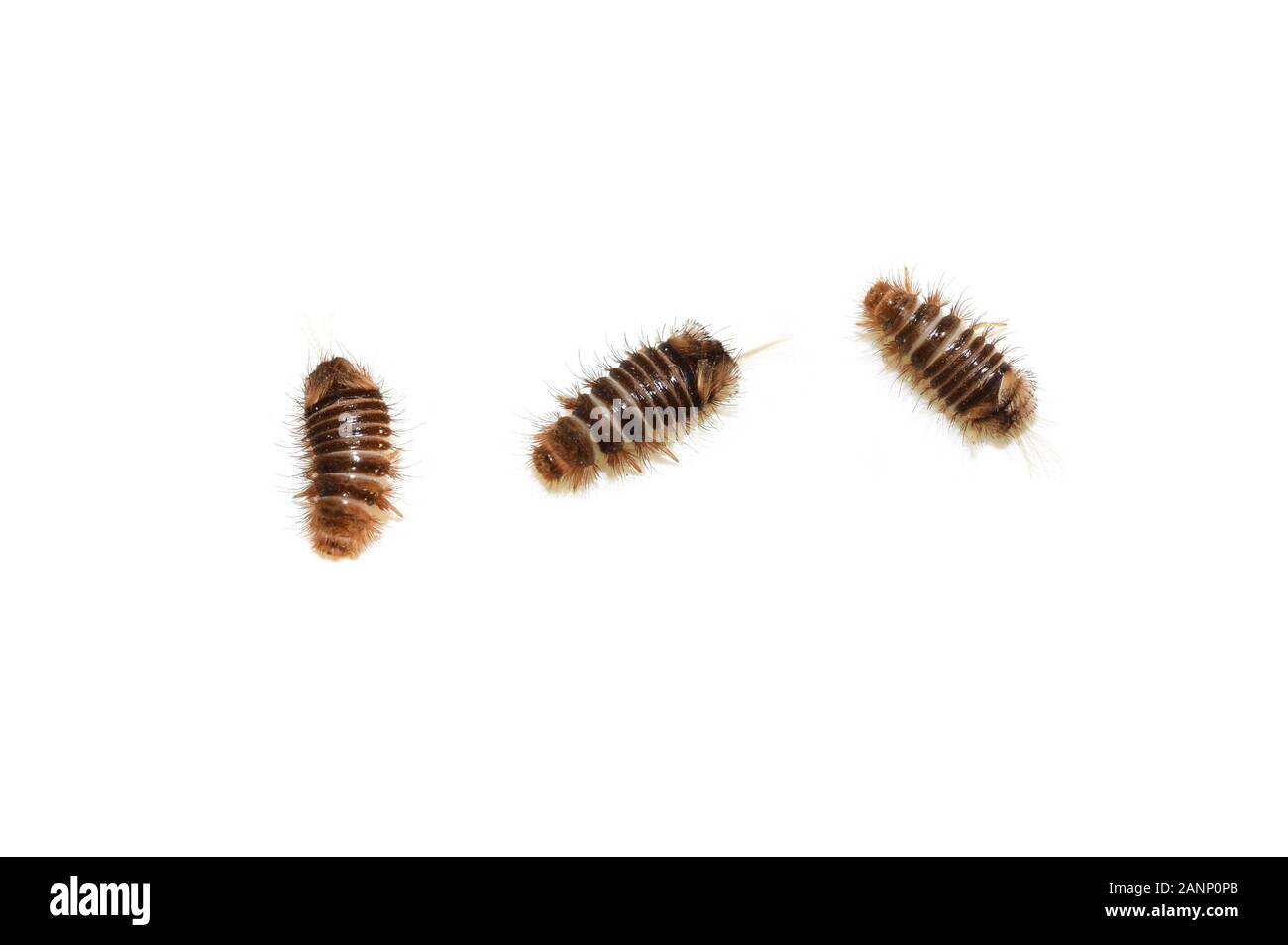 Several Anthrenus museorum museum beetles larva isolated on white background Stock Photo