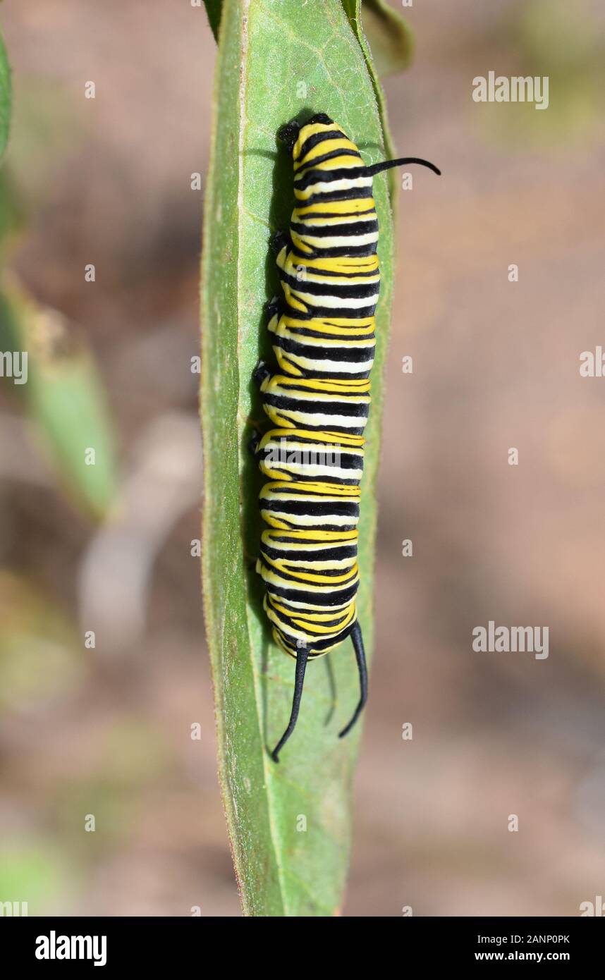 Caterpillar of monarch butterfly Danaus plexippus on a milkweed plant ...
