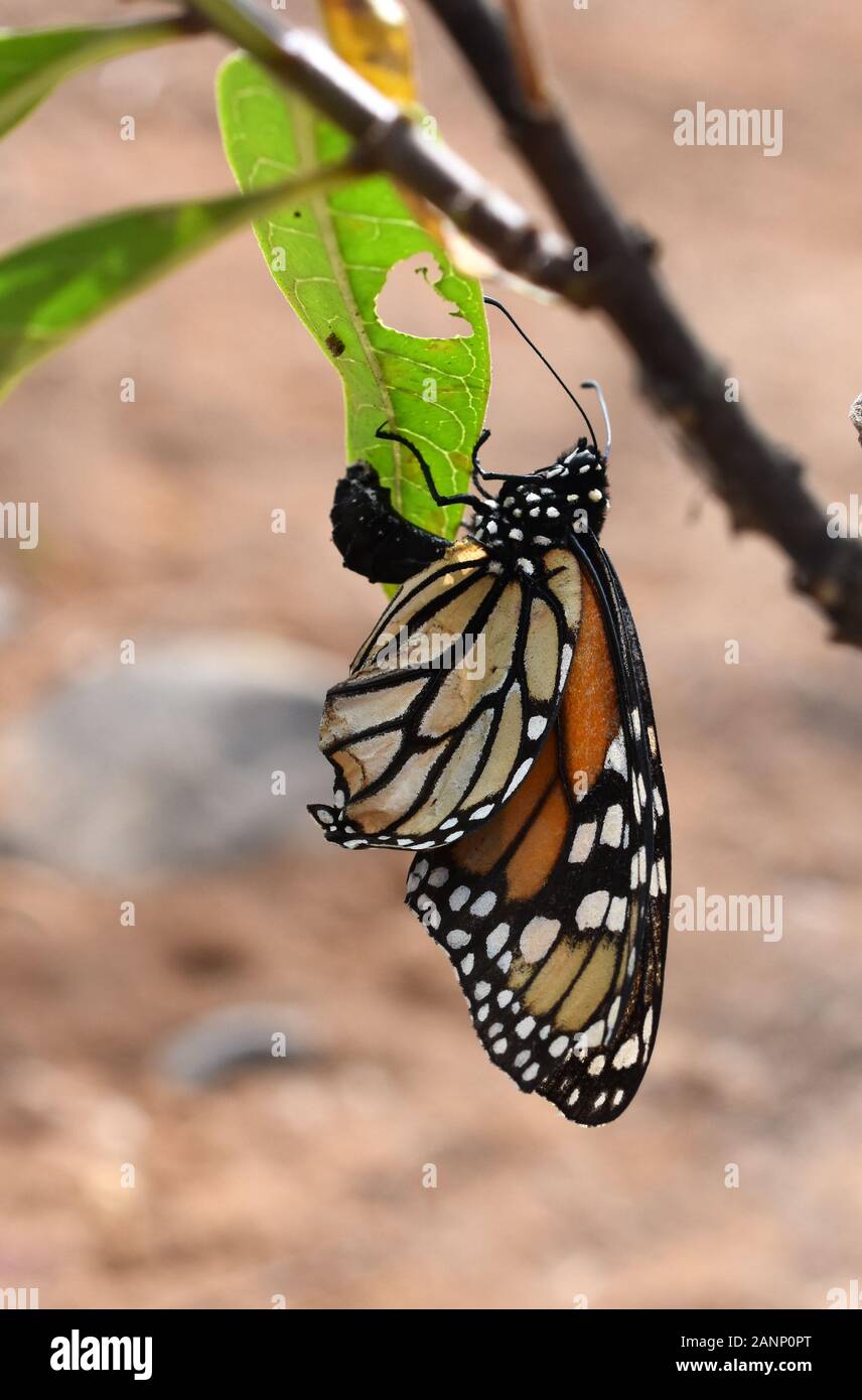 The monarch butterfly Danaus plexippus newly hatched from the pupae Stock Photo