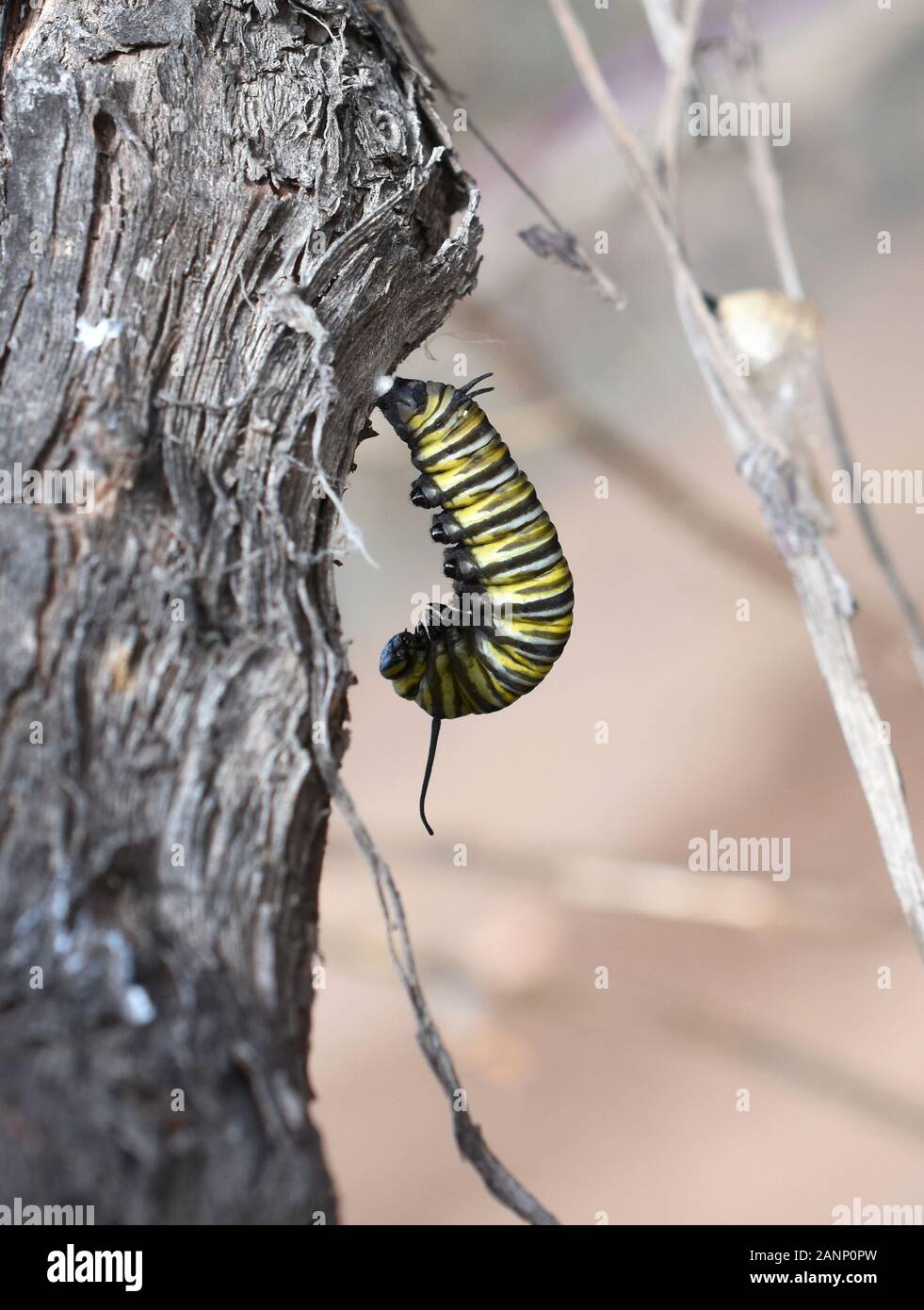 Monarch butterfly caterpillar hanging from a twig ready to pupate Stock Photo