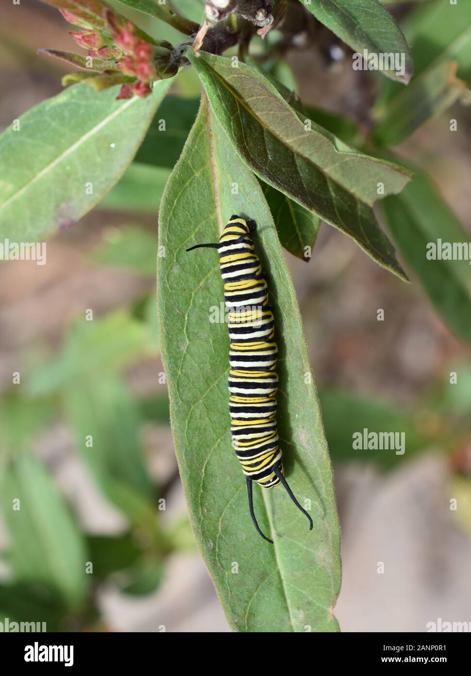 Caterpillar of monarch butterfly Danaus plexippus on a milkweed plant ...