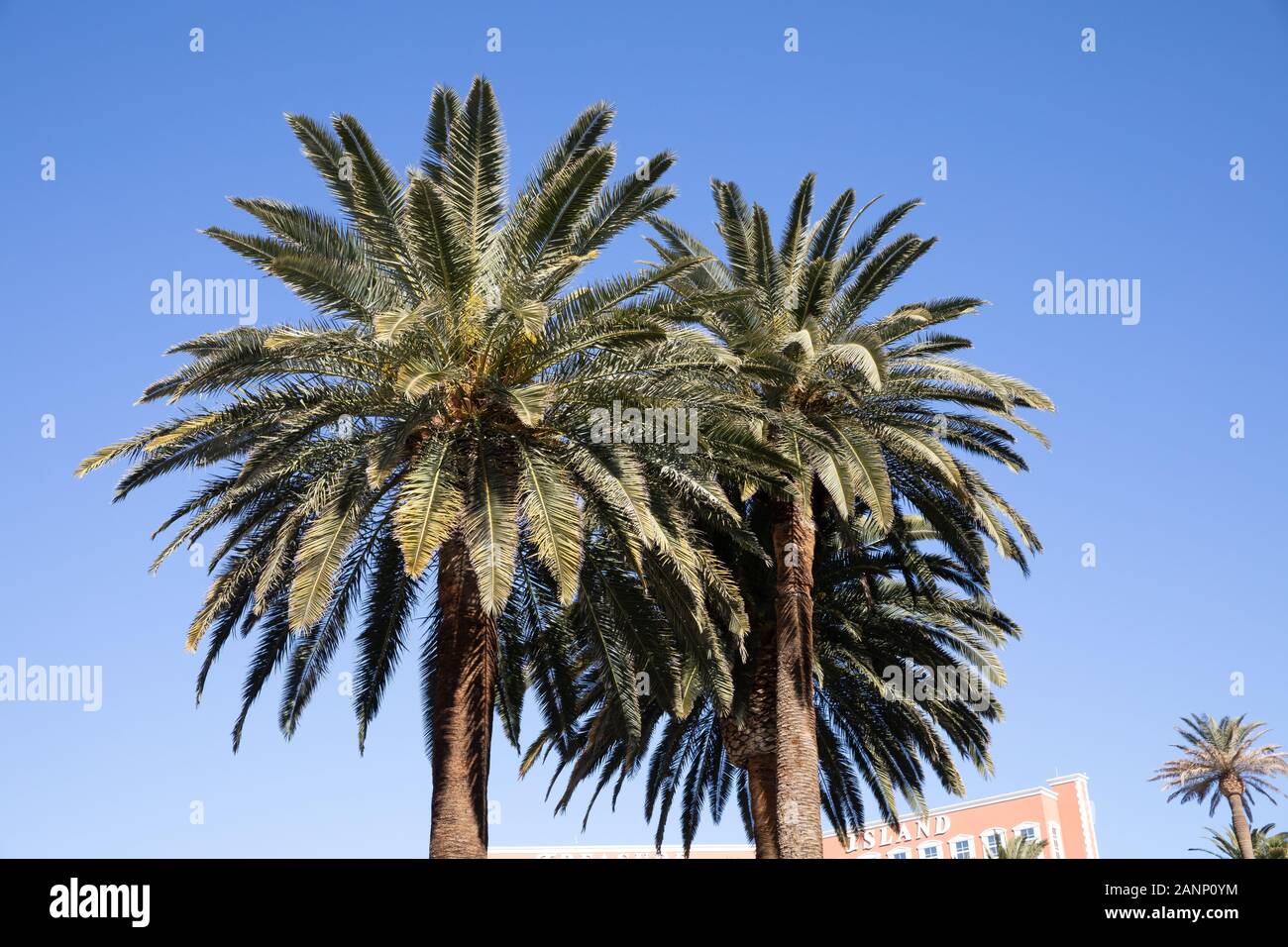 Large Palm trees in Las Vegas, Nevada, USA Stock Photo Alamy
