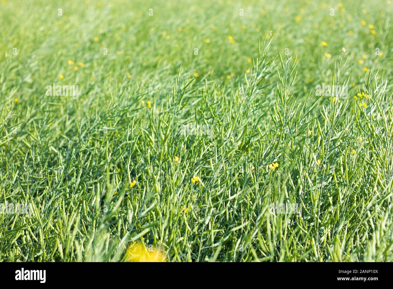 selective focus of yellow mustard flowers field Stock Photo