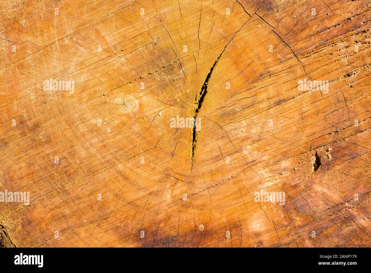 selective focus of a round cut wood for texture and background Stock Photo