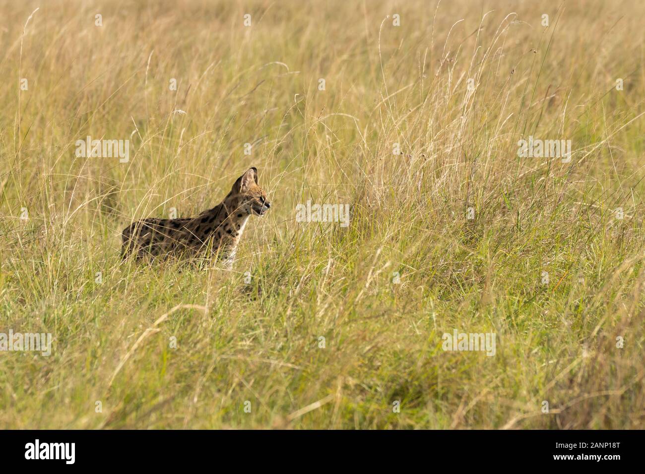 A serval cat walking in the high grasses in the plains of Africa inside Masai Mara National Reserve during a wildlife safari Stock Photo