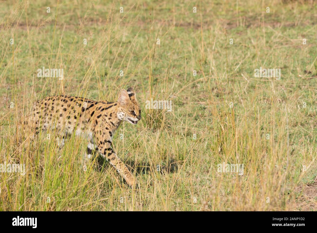 A serval cat walking in the high grasses in the plains of Africa inside Masai Mara National Reserve during a wildlife safari Stock Photo