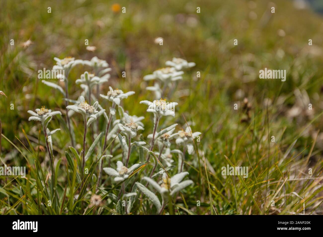 Leontopodium alpinum. Stella Alpina. Edelweiss. Alpine flower in the  Dolomites. Italian Alps Stock Photo - Alamy