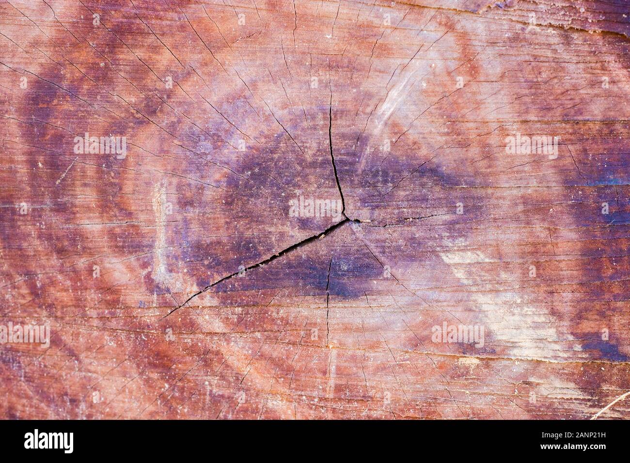selective focus of a round cut wood for texture and background Stock Photo