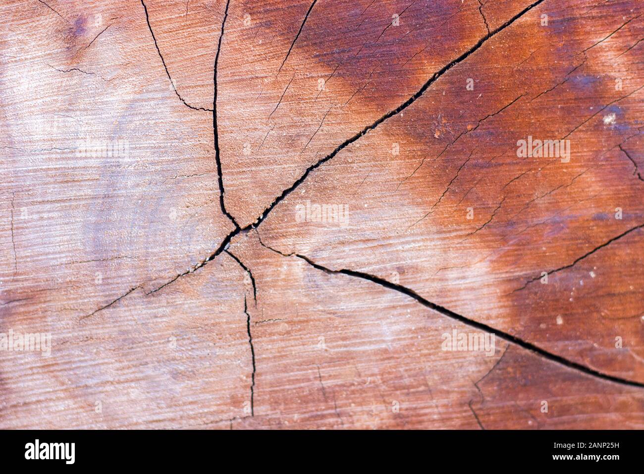 selective focus of a round cut wood for texture and background Stock