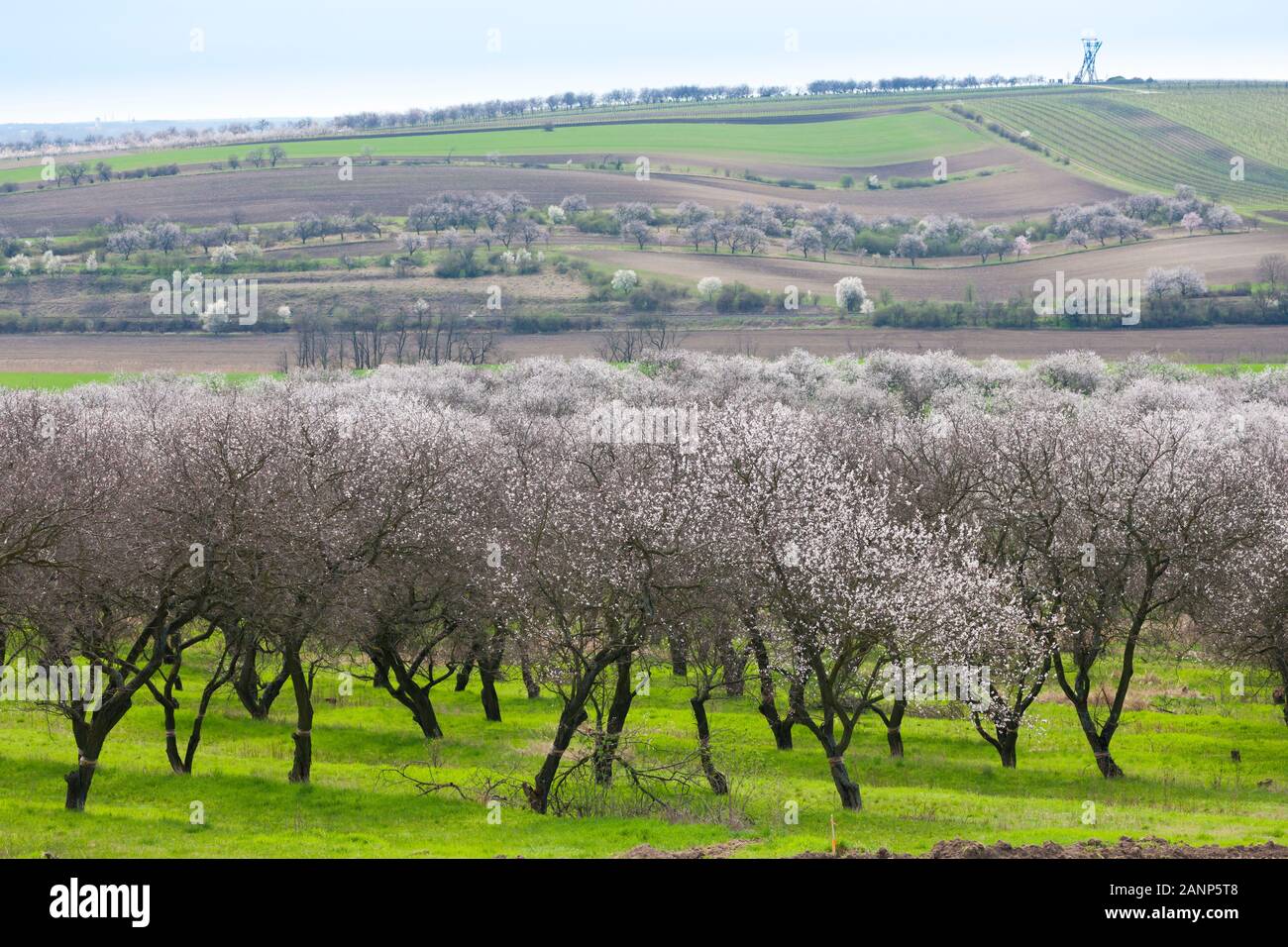Landscape with blossoming orchard in Spring, Velke Pavlovice, Czech Republic Stock Photo