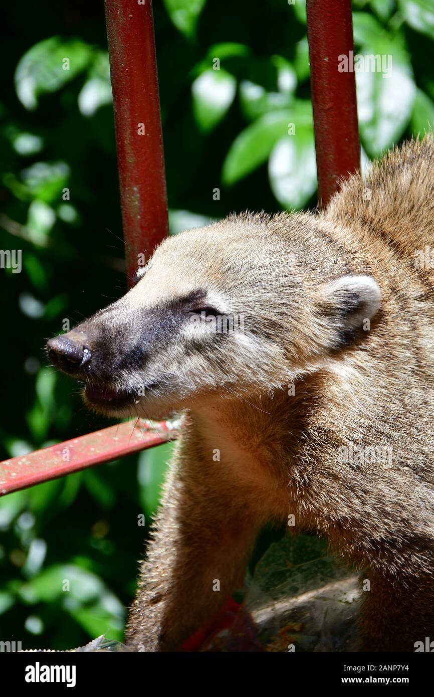 South American coati, ringtailed coati, Nasua nasua, Südamerikanischer