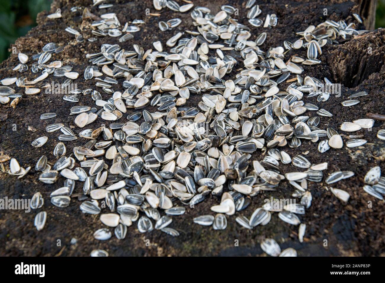 Sunflower seeds opened and empty as birdseed Stock Photo Alamy
