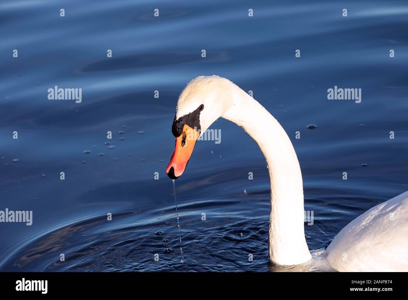 Swan in blue water close up of head. Droplets of water on head, water runs down the beak. Smooth dark background. Stock Photo