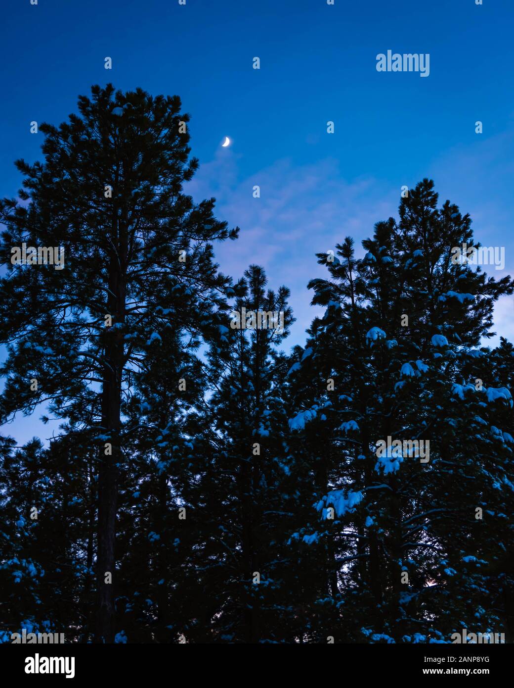 Winter scene during twilight hour at the forest with pine trees in silhouette, snow scattered through the tree branches, and a moon in the blue sky. Stock Photo