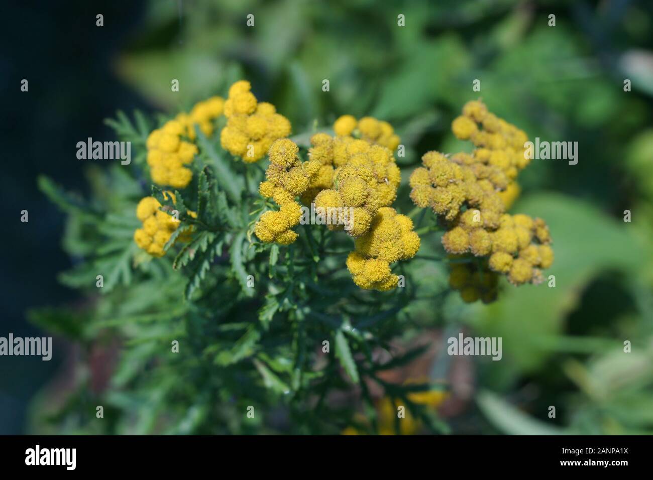 Common Tansy medicinal plant with small yellow flowers growing in the field, Tanacetum vulgare. Plant of Tansy Stock Photo