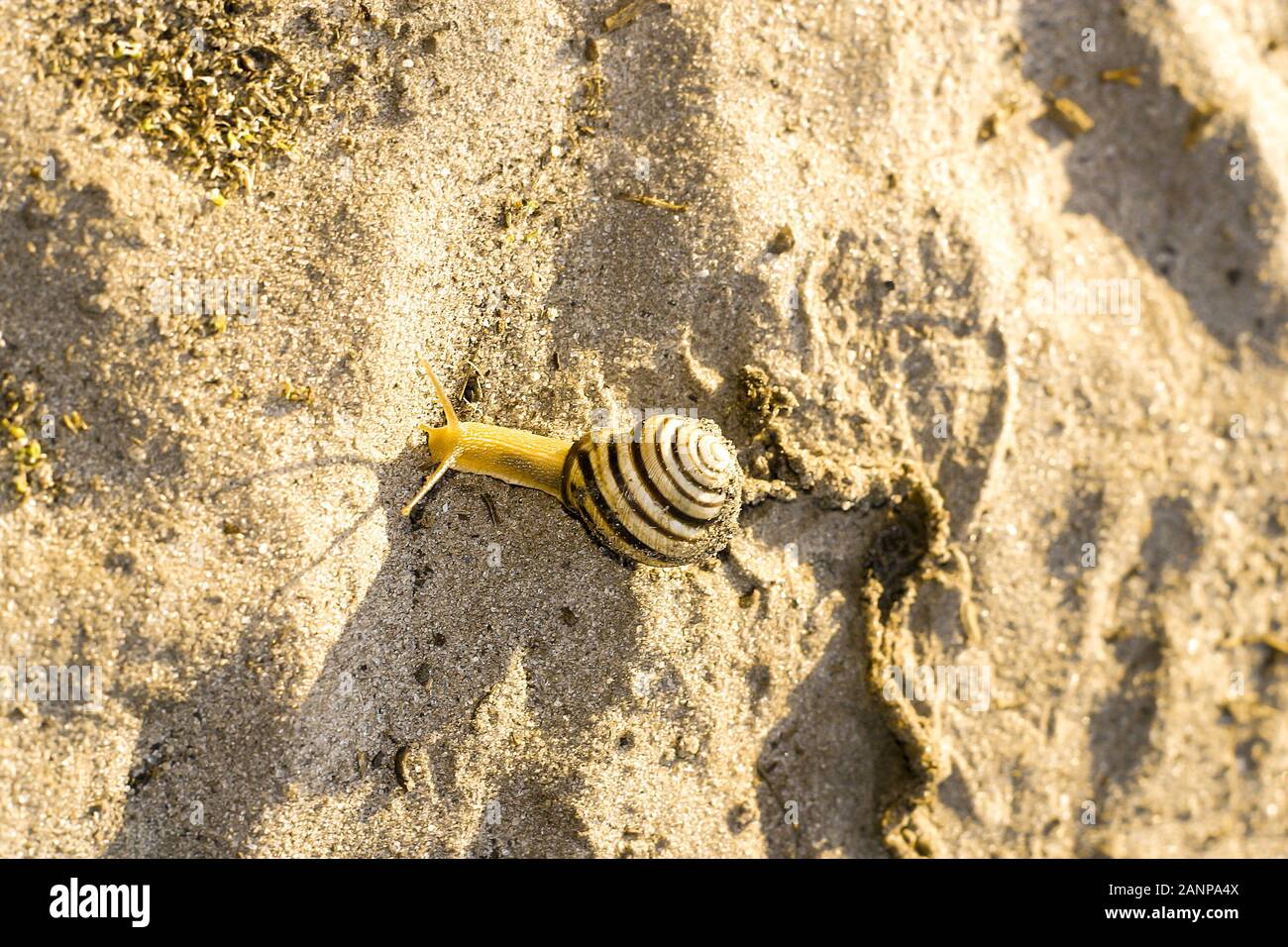 Snail crawl somewhere on sand alone leave a wet mark Stock Photo