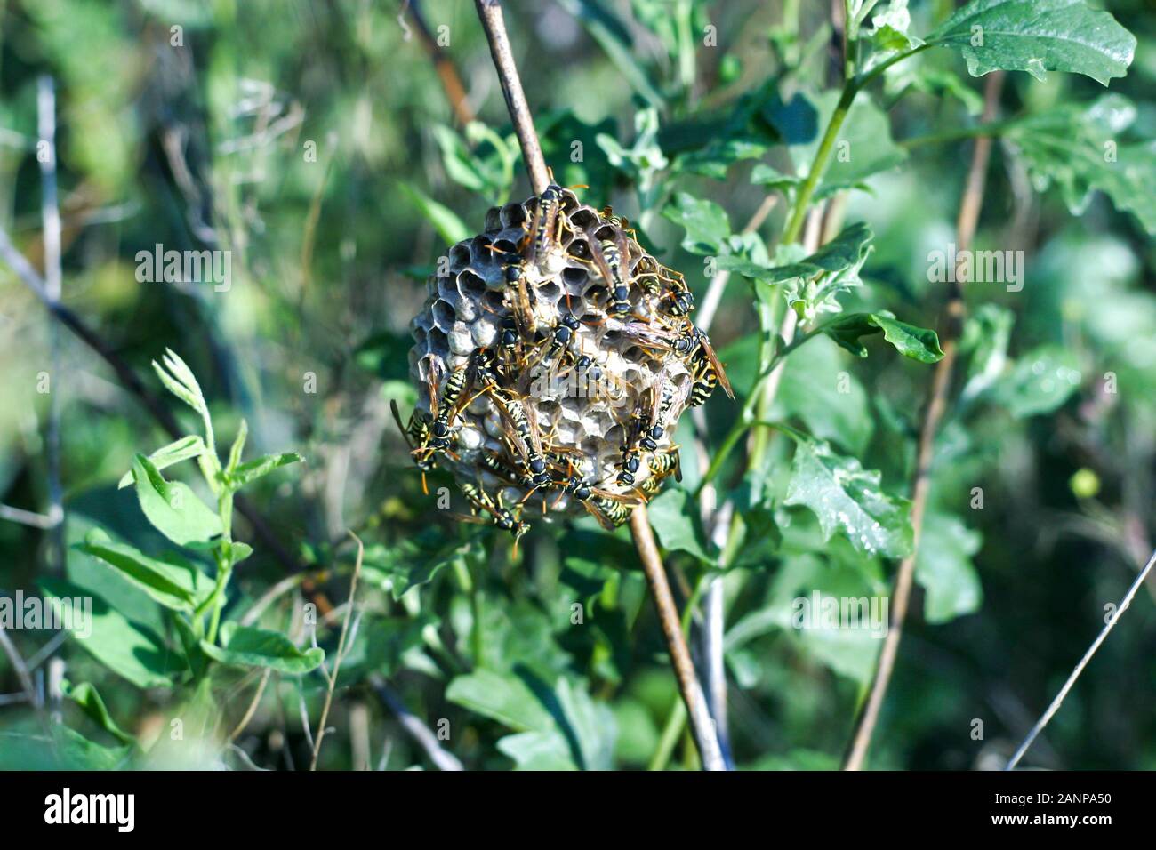 a swarm of wild bees at their nest on the grass in a field on a hot sunny day Stock Photo