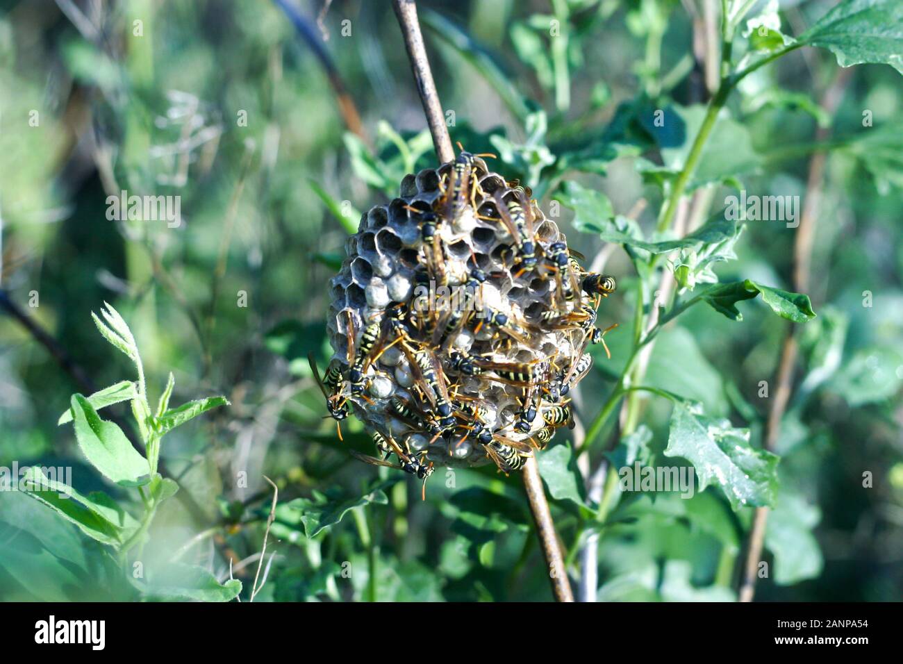 a swarm of wild bees at their nest on the grass in a field on a hot sunny day Stock Photo