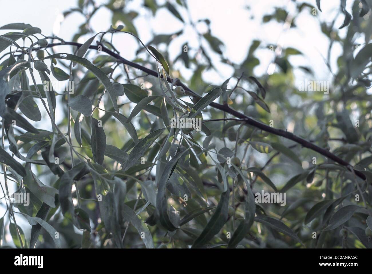 branches of oleaster wild olive tree grow in Europe. Stock Photo