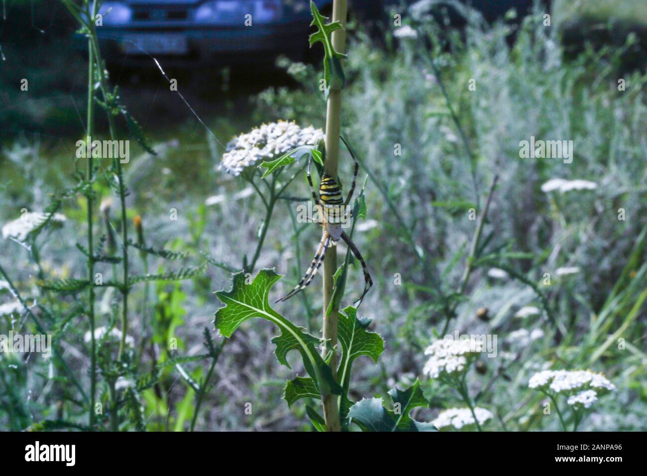 yarrow  medicinal plant with small white flowers growing in the field and a spider hunting on it Stock Photo