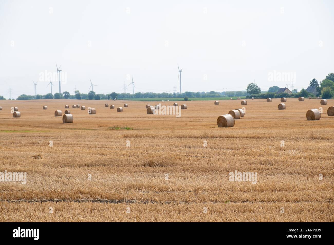 Round straw bales after harvesting in a big field during the day Stock ...